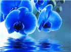 唯美蓝色蝴蝶兰花图片
