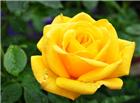 黄色玫瑰花唯美图片