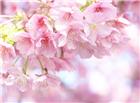 粉色山樱花图片