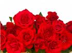 红色艳丽玫瑰花图片