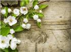 白色花卉木板图片