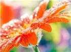 橙色水珠花朵图片