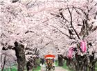 櫻花馬路美景图片