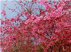 山櫻花盛開高清大图图片