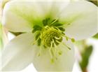 白色自然花朵图片