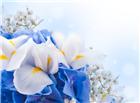 蓝色唯美花朵高清大图图片