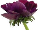 紫红色自然花朵图片