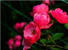 蔷薇花自然写真图片