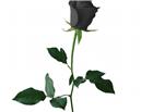 黑色玫瑰花唯美图片