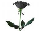 黑色玫瑰花高清大图大图片