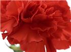 红色康乃馨鲜花图片