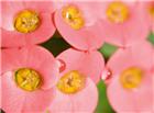 粉色水珠花朵高清大图图片