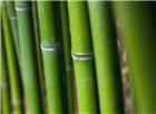 高清大图绿色竹子图片