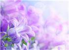 紫色花朵高清大图图片