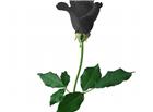 一支黑色玫瑰花图片
