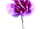紫色康乃馨高清大图图片