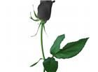 黑色玫瑰花高清大图图片