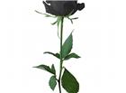 高清大图黑色玫瑰花图片