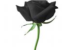 黑色玫瑰花图片