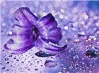 紫色鲜花图片素材