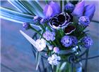 紫色花朵唯美图片