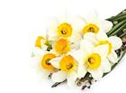 高清大图白色花朵花束图片