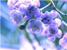 紫色花朵图片素材