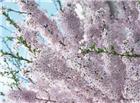 日本樱花风景图片