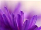 紫色鲜花素材图片