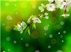 梅花花朵绿色背景图片