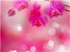 粉色兰花背景高清大图图片