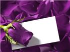 紫色玫瑰贺卡图片