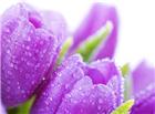 高清大图紫色郁金香图片