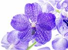 高清大图紫色花背景图片
