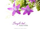高清大图淡紫色花朵图片