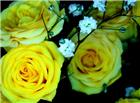 高清大图黄色玫瑰花图片