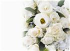 高清大图白色玫瑰花图片