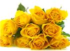 高清大图黄色玫瑰花图片