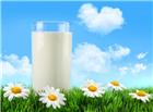 高清大图牛奶菊花图片
