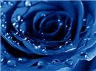 高清大图蓝色玫瑰图片