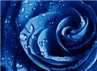 蓝色动态玫瑰图片