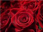 高清大图红玫瑰图片