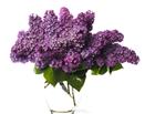 紫红花朵素材图片
