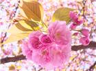 高清大图日本樱花图片
