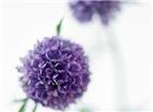 紫花球图片