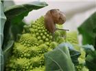 绿色蔬菜上的蜗牛图片