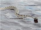 东部菱形斑纹响尾蛇图片