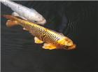 黄金锦鲤鱼图片