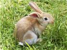 草地灰兔子图片