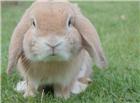 草地可爱萌兔子图片